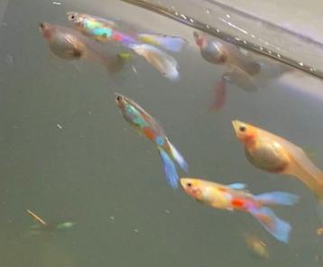Speciaale vorkstaart-endler guppy's en algeneters beschikbaar voor biedingen