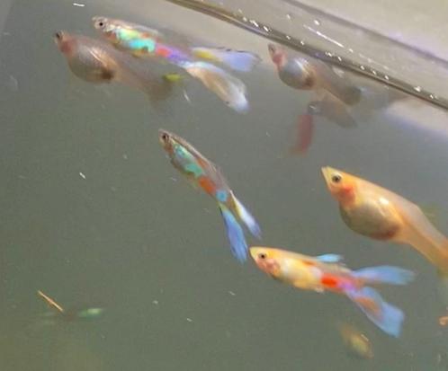 Speciaale vorkstaart-endler guppy's en algeneters 1€ stuk, Dieren en Toebehoren, Vissen | Aquariumvissen, Zoetwatervis, Vis, Schoolvis