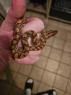 Boa arc-en-ciel de Guyane F1, Dieren en Toebehoren, Reptielen en Amfibieën