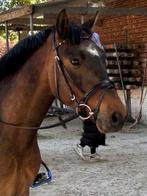 Knappe springpony, Gechipt, Ruin, Springpony, Zadelmak