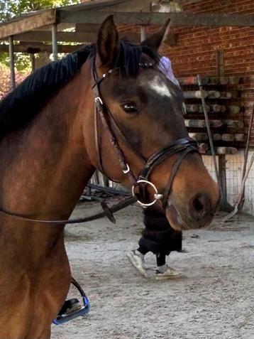 Knappe springpony beschikbaar voor biedingen