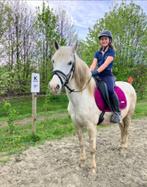 Nogsteeds opzoek nr verzorg pony/halve stal
