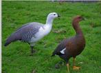 Magelhaenganzen / magelhaengans / ganzen / gans, Dieren en Toebehoren, Pluimvee, Meerdere dieren, Gans of Zwaan