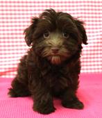 Super leuke Havanezer pups!, Maltezer, 15 weken tot 1 jaar, Buitenland, Meerdere