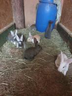 Duitse reusjes, Dieren en Toebehoren, Konijnen