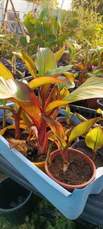 Ensete ventricosum maurelli  banaan, Ophalen, Zomer