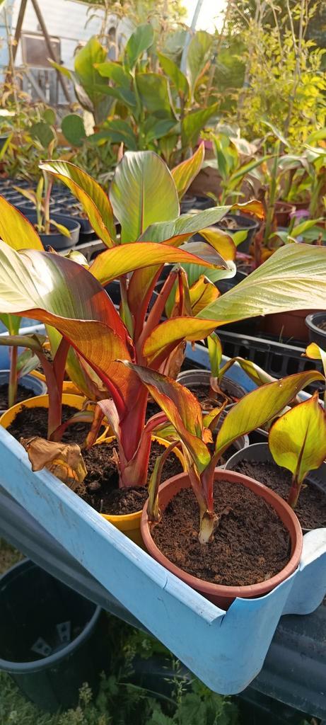 Ensete ventricosum maurelli  banaan, Tuin en Terras, Planten | Tuinplanten, Zomer, Ophalen