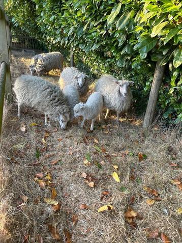 Ouessant schaapjes, Meerdere dieren, Schaap, 0 tot 2 jaar