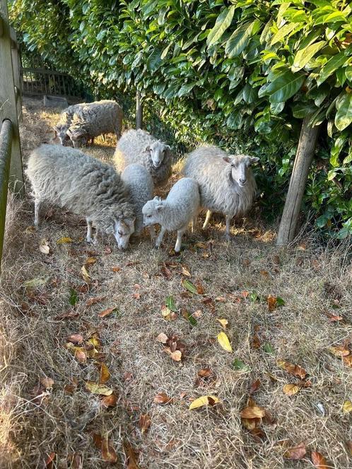 Ouessant schaapjes, Dieren en Toebehoren, Schapen, Geiten en Varkens, Schaap, Meerdere dieren, 0 tot 2 jaar