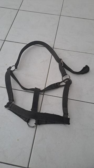 Halster  beschikbaar voor biedingen