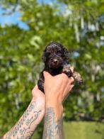 Prachtige chocolade cockapoo’s (cocker spaniël x poedel), Dieren en Toebehoren, Honden | Chihuahua's en Gezelschapshonden, België