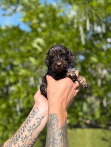 Prachtige chocolade cockapoo’s (cocker spaniël x poedel) beschikbaar voor biedingen
