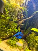 Betta Fish Man à vendre, Poisson