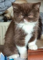 Exotic shorthair poesje chocolate/wit, Poes, Gechipt, 0 tot 2 jaar