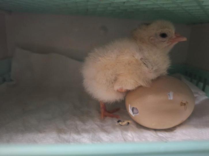 Des œufs et des poussins., Animaux & Accessoires, Volatiles