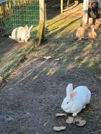 Volwassen Duitse reuzen voedsters, Dieren en Toebehoren, Konijnen