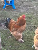 Brahma hanen, Dieren en Toebehoren, Mannelijk, Kip