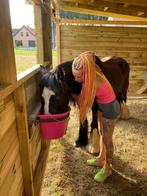 Tinker merrie 17jaar, Dieren en Toebehoren, Ophalen, Gebruikt