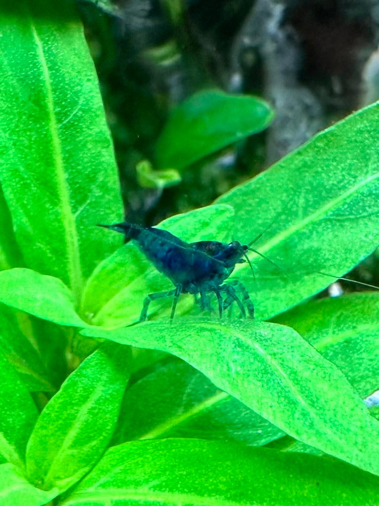 Prachtige Blue Dream blauwe Neocaridina garnalen. 10+1!, Dieren en Toebehoren, Vissen | Aquariumvissen, Kreeft, Krab of Garnaal