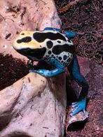 Dendrobates tinctoriussen halfwas