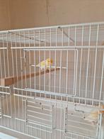 Kanaries mannen mozaïek, Dieren en Toebehoren, Vogels | Kanaries, Mannelijk, Kleurkanarie