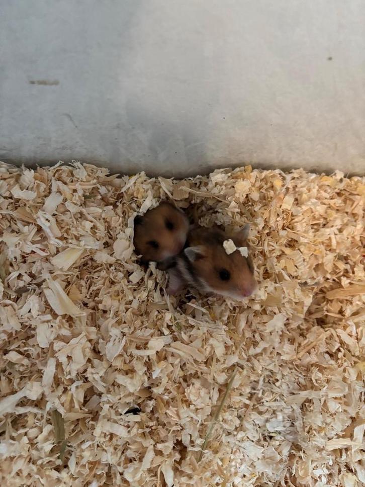 Nestje baby Syrische/goudhamsters, Dieren en Toebehoren, Knaagdieren, Vrouwelijk, Hamster, September, Tam