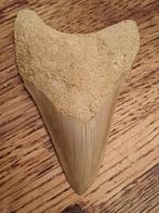 Dent de mégalodon - 11,3 cm (longueur max.) - requin, Collections, Fossile, Enlèvement ou Envoi