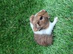 Nederland! Jong cavia zeugje, Dieren en Toebehoren, Knaagdieren, September, Cavia