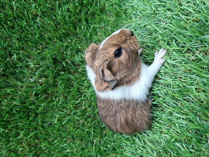 Nederland! Jong cavia zeugje, Dieren en Toebehoren, Knaagdieren, Cavia, September
