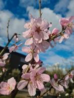 Prunus d.duro di bari - amandelboom, Ophalen