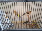 Distelvinken, Dieren en Toebehoren, Vogels | Overige Vogels, Meerdere dieren, Wildzangvogel, Geringd