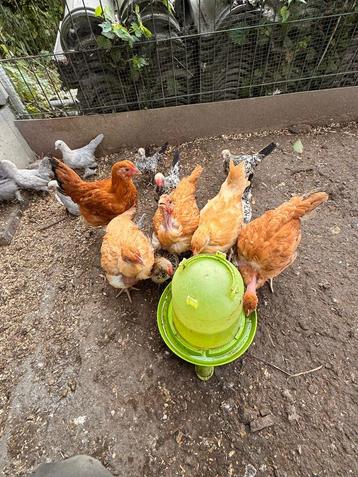 Legkip hennen (Raszuiver!) 🐓 beschikbaar voor biedingen