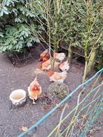 Te koop eieren van marans tarwe, Dieren en Toebehoren, Pluimvee