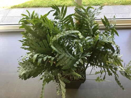 grote kamerplant ZILVERVAREN met bijhorende bloempot, Huis en Inrichting, Kamerplanten, Halfschaduw, Ophalen