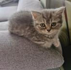 Britse korthaar, Dieren en Toebehoren, Poes, Gechipt, 0 tot 2 jaar