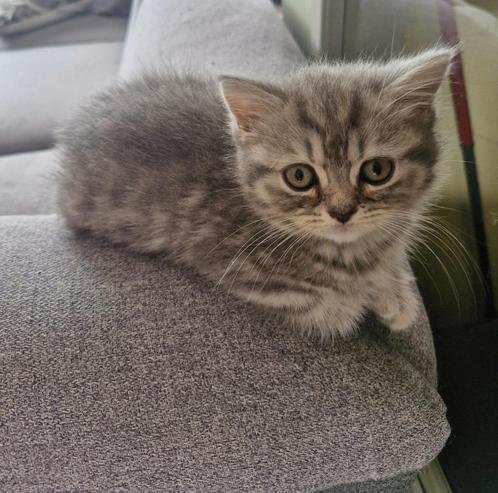 Britse korthaar, Dieren en Toebehoren, Katten en Kittens | Raskatten | Korthaar, Poes, 0 tot 2 jaar, Gechipt, Ontwormd, Ingeënt