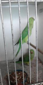 vogels, Geslacht onbekend, Parkiet