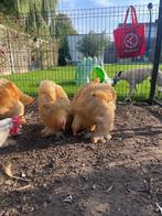 Cochin Buff groothoender, Dieren en Toebehoren, Meerdere dieren, Kip