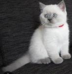 Blue en lilac point Brits korthaartjes, Dieren en Toebehoren, Katten en Kittens | Raskatten | Langhaar, Meerdere dieren, 0 tot 2 jaar