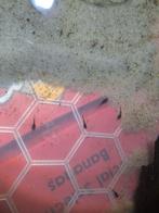 Jonge ancistrussen, Dieren en Toebehoren