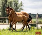 Gezelschapspaard/fokmerrie dressuur, Merrie, Z, Gechipt, Dressuurpaard