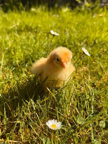 Brahma kuikens (Raszuiver!) 🐥 beschikbaar voor biedingen