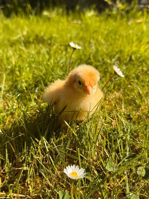 Brahma kuikens (Raszuiver!) 🐥, Dieren en Toebehoren, Pluimvee, Kip