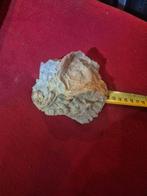 Fossiele concretie van verschillende oesters, Ophalen