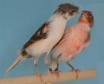 Je recherche des canaris portugais, Dieren en Toebehoren, Ophalen, Gebruikt, Overige materialen, Vogelkooi