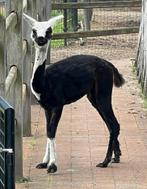 Mooi alpaca merrie geboren op 13/10/23, Dieren en Toebehoren, Oktober, Vrouwelijk