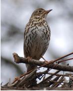 EK bruine lijsterpop, Dieren en Toebehoren, Vogels | Overige Vogels, Vrouwelijk, Wildzangvogel, Geringd