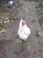 kippen, Mei, Vrouwelijk