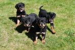 Rottweiler pups te koop, België, Reu, CDV (hondenziekte), 8 tot 15 weken