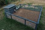 Caviaverblijf met cavia's, Dieren en Toebehoren, Knaagdieren, Juni, Vrouwelijk, Cavia